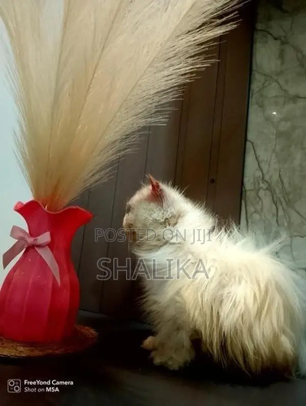 White Persian Cat