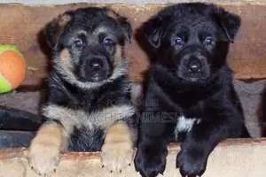 Germen Sheperd Puppies