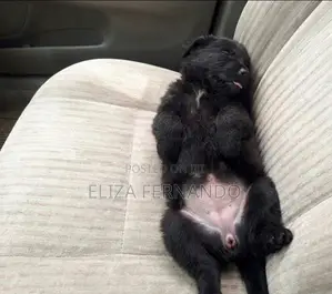 Shih Tzu Mix Puppy