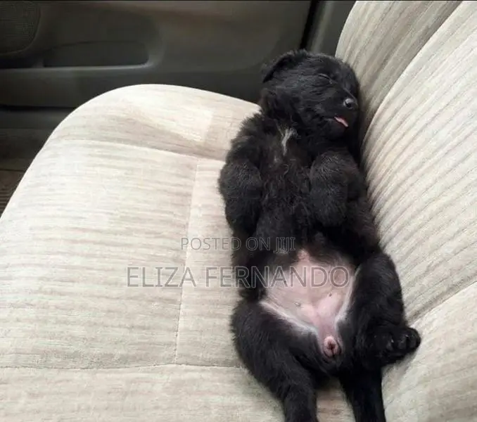 Shih Tzu Mix Puppy