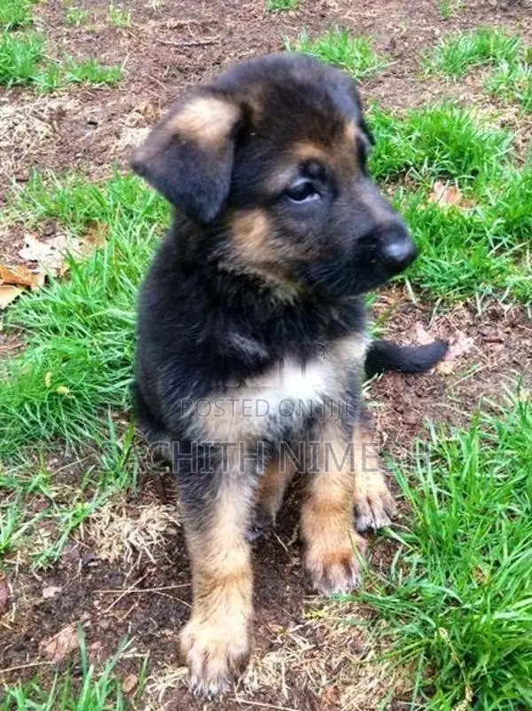 Germen Sheperd Puppies