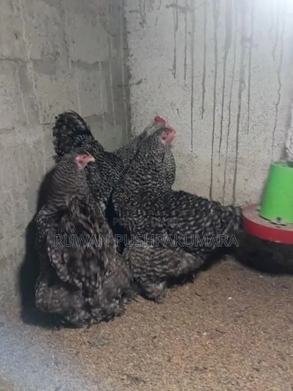 Brahma Chicken