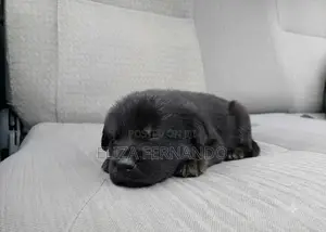Shih Tzu Mix Puppy