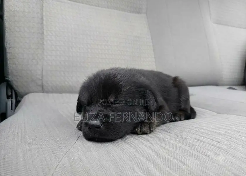 Shih Tzu Mix Puppy