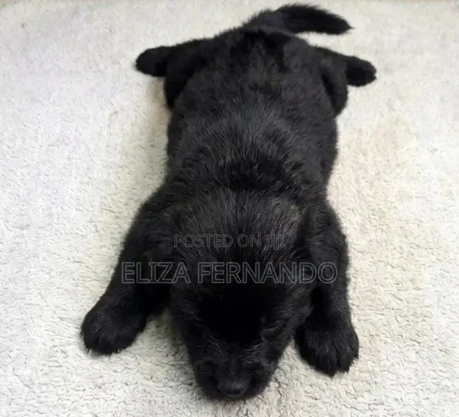 Shih Tzu Mix Puppy