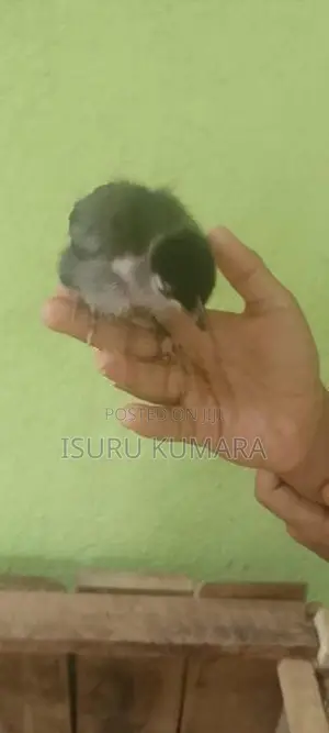 සති 2 ගම් කුකුල් පැටව් විකිනීමට