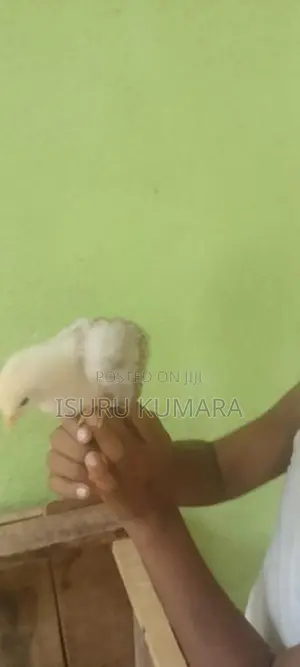 සති 2 ගම් කුකුල් පැටව් විකිනීමට