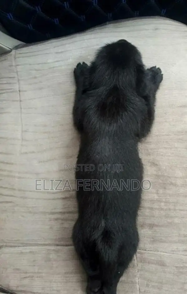 Shih Tzu Mix Puppy