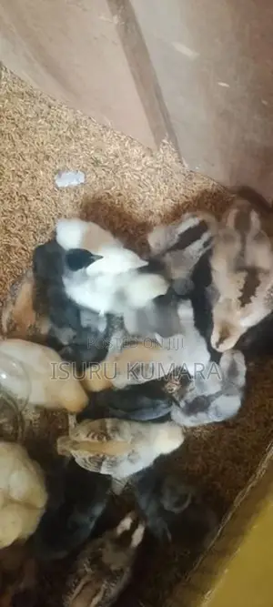 සති 2 ගම් කුකුල් පැටව් විකිනීමට
