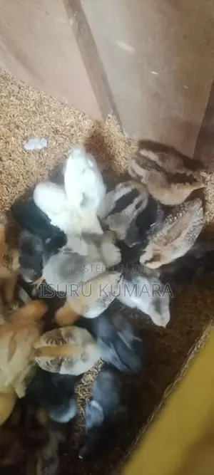 සති 2 ගම් කුකුල් පැටව් විකිනීමට
