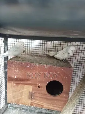 Rainbow Love Birds