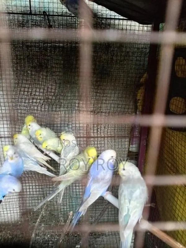 Rainbow Love Birds