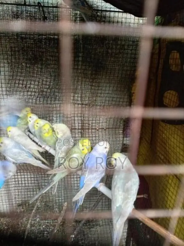 Rainbow Love Birds