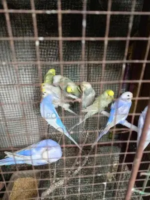 Rainbow Love Birds