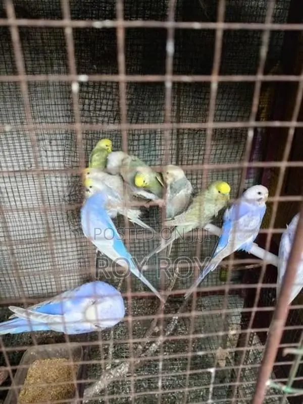 Rainbow Love Birds