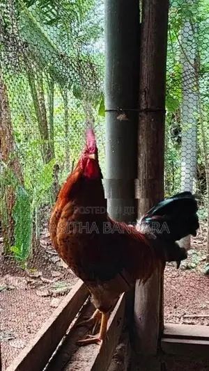 roosters