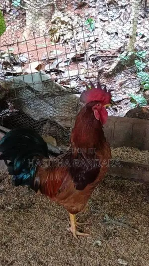 roosters