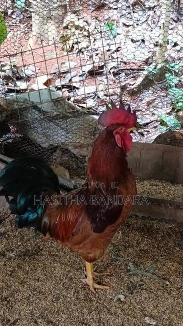 roosters