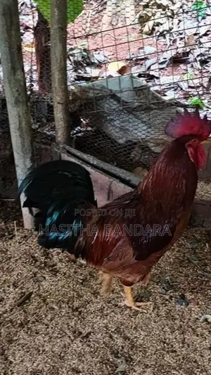 roosters