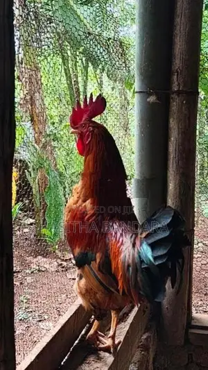 roosters