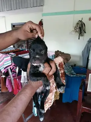 American Bully Puppy