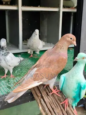 Pigeons
