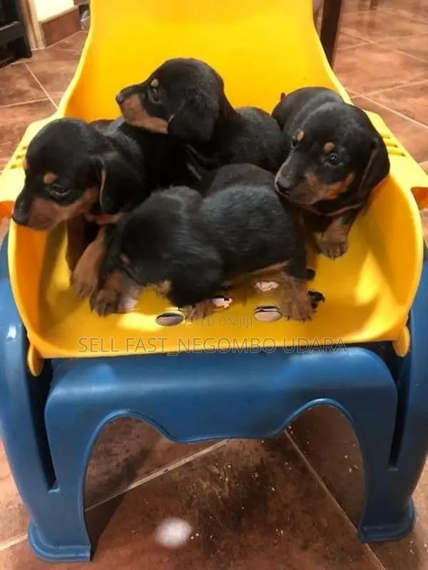 Dachshund puppies for sale