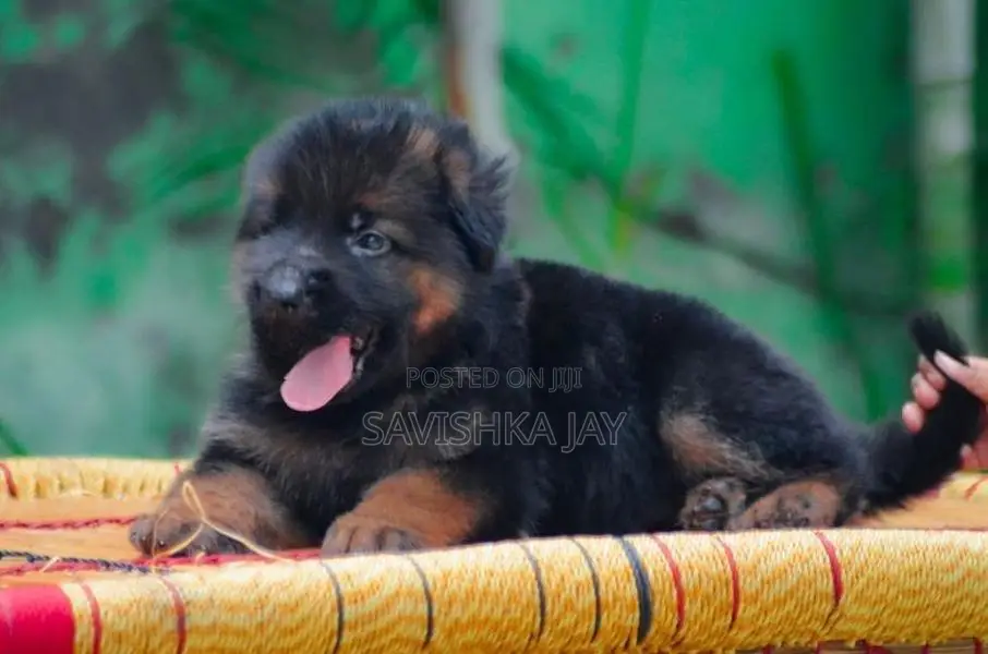 German shepherd long coat puppies