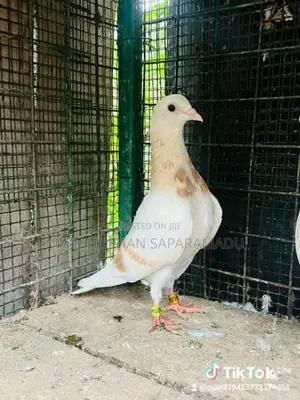 pigeons