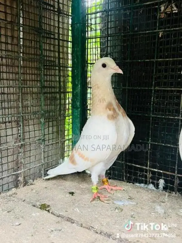 pigeons