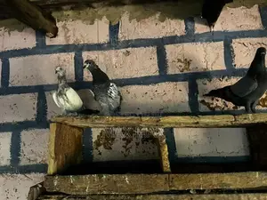 Pigeons
