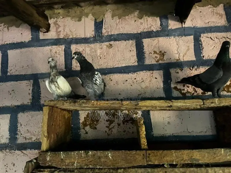 Pigeons