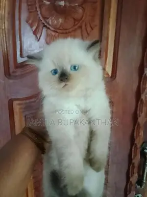 Himalayan persian
