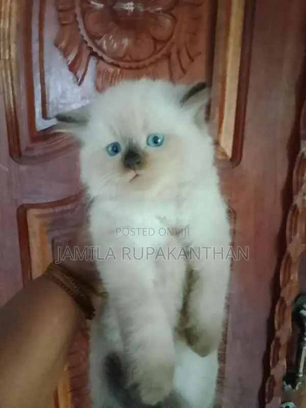 Himalayan persian