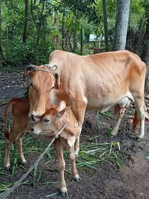 කිරි වැස්සී සහ වැස්සි පැටවා විකිණිමට