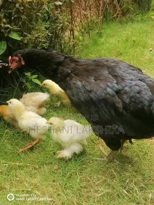 brahama pataw