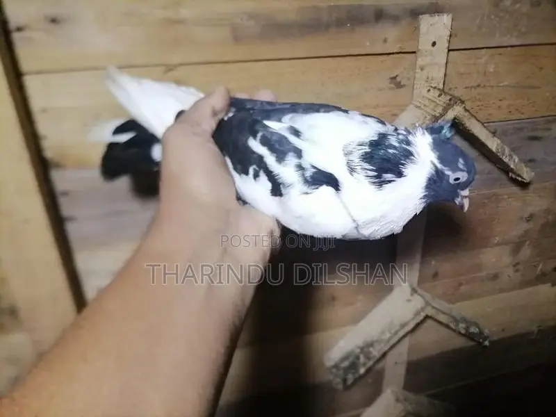 pigeons