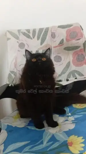 පසියන් පුසාන්