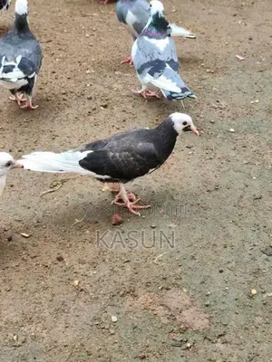 Pigeons