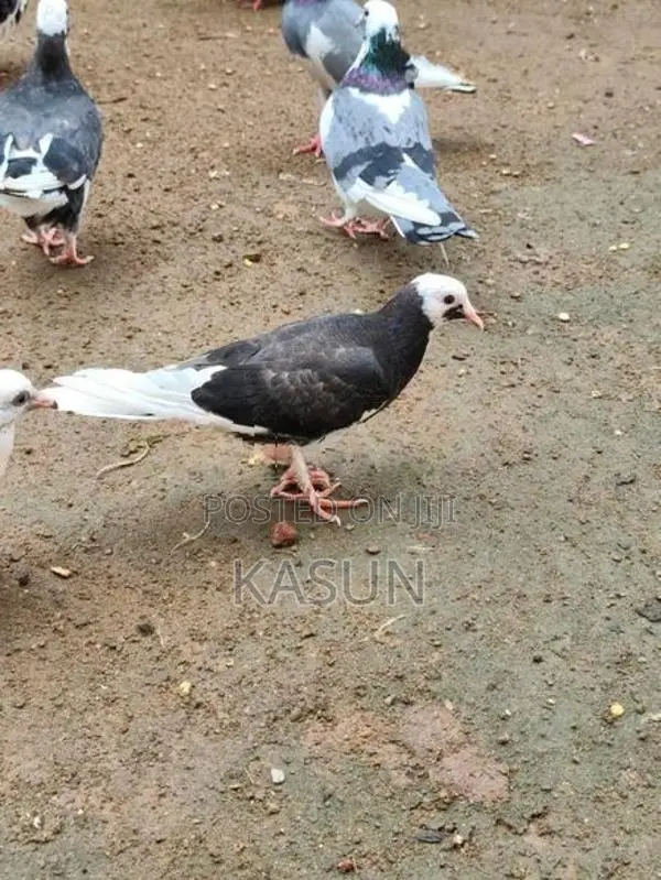 Pigeons