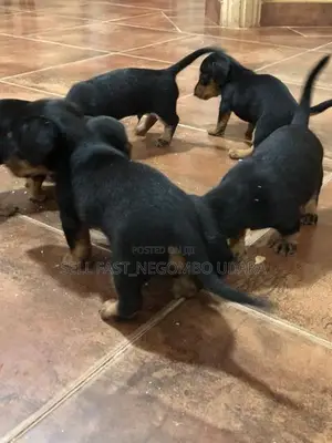 Dachshund puppies for sale