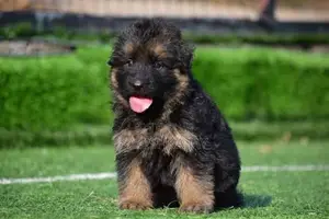 German shepherd long coat puppies