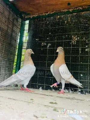 pigeons