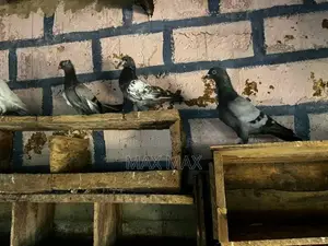 Pigeons