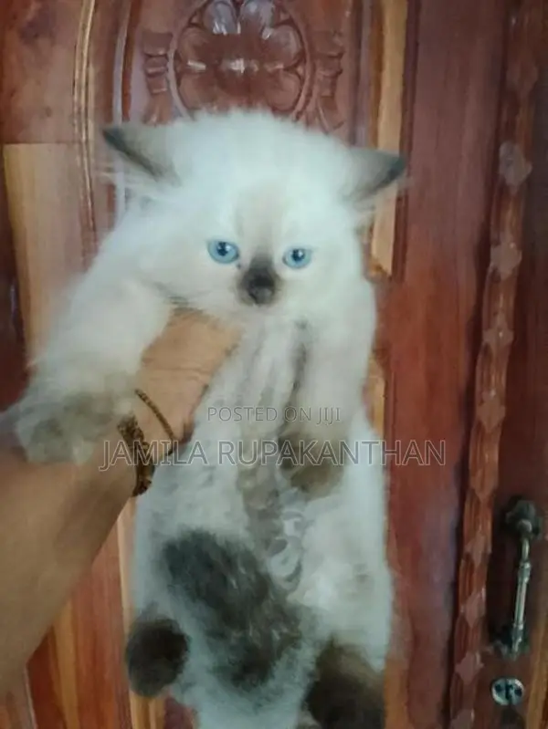 Himalayan persian