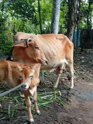 කිරි වැස්සී සහ වැස්සි පැටවා විකිණිමට