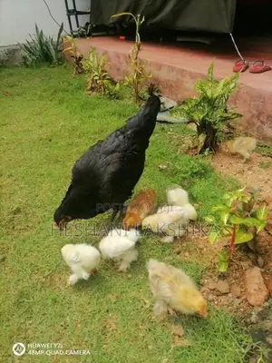 brahama pataw