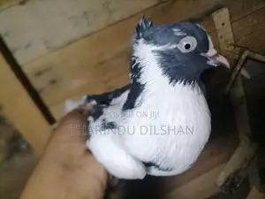 pigeons