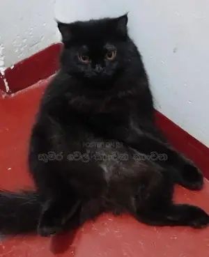 පසියන් පුසාන්