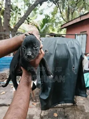American Bully Puppy